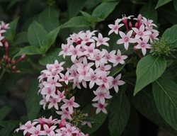 Kaleidoscope Appleblossom Pentas, Light Pink Pentas Flowers
Millette Photomedia
