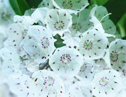 Kalmia Latifolia, Southeast Native Plant
Garden Design
Calimesa, CA