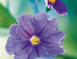 Kangaroo Apple, Solanum Laciniatum
Western Hills Garden
Occidental, CA