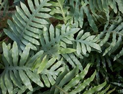Kangaroo Fern, Microsorum Diversifolium
Shutterstock.com
New York, NY