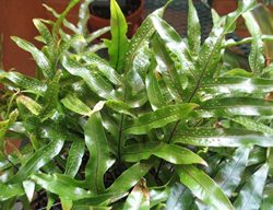 Kangaroo Fern, Phymatosorus Diversifolius
Missouri Botanical Garden
St. Louis, MO