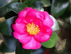 Kanjiro Camellia, Camellia Sasanqua
Shutterstock.com
New York, NY