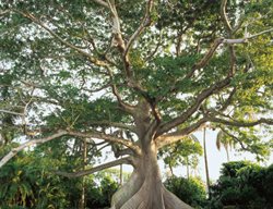 Kapok Tree, Buttress Roots
Garden Design
Calimesa, CA