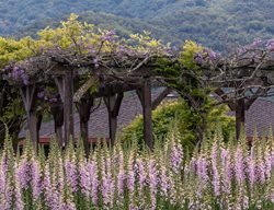 Karen Chapman, Deer Resistant
Garden Design
Calimesa, CA