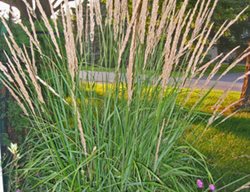 Karl Foerster Feather Reed Grass, Calamagrostis Acutiflora
Proven Winners
Sycamore, IL