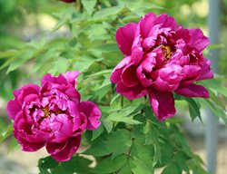 Karl Rosenfield, Red Peony
Easy to Grow Bulbs
Oceanside, CA