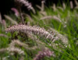 Karley Rose Fountain Grass, Pennisetum Orientale
Shutterstock.com
New York, NY