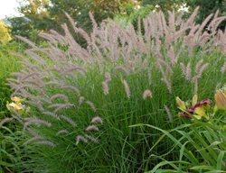 Karley Rose Pennisetum, Fountain Grass
Walters Gardens
