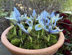 Katharine Hodgkin Iris, Iris Reticulata
Garden Design
Calimesa, CA