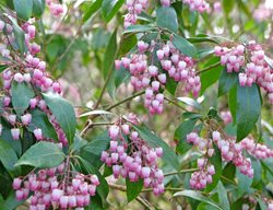 Katsura Pieris, Pieris Japonica
Shutterstock.com
New York, NY