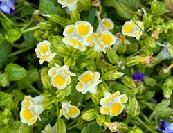Kauai Lemon Drop Torenia, Wishbone Flower
Shutterstock.com
New York, NY
