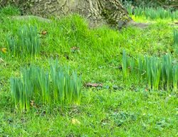 Keep Bulbs Fertilized & Consistently Watered 
Garden Design
Calimesa, CA
