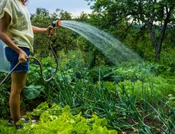Keep Up The Consistent Watering
Garden Design
Calimesa, CA