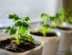 Keep Warm-Season Crops Growing Indoors
Garden Design
Calimesa, CA