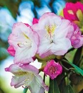 Ken Janeck
Garden Design
Calimesa, CA