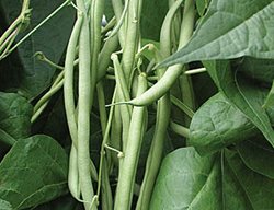 Kentucky Blue Green Bean
Burpee
Warminster, PA