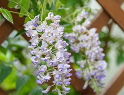 Kentucky Wisteria, Macrostachya, Blue Moon
Alamy Stock Photo
Brooklyn, NY