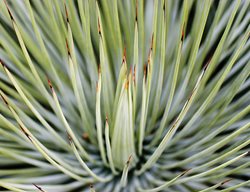 Keywords: Agave Falcata, Stiff Leaves
The Ruth Bancroft Garden
Walnut Creek, CA