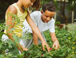 Kids Picking Strawberries
Proven Winners
Sycamore, IL