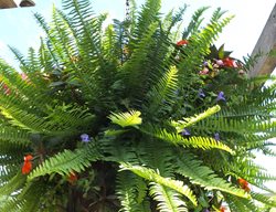 Kimberley Queen Australian Sword Fern, Nephrolepis Obliterata
Proven Winners
Sycamore, IL