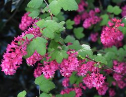 King Edward Vii Flowering Currant, Flowering Currant
Shutterstock.com
New York, NY