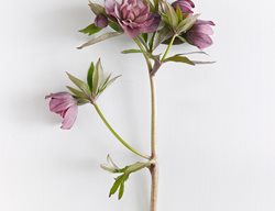 Kingston Cardinal
Garden Design
Calimesa, CA