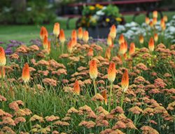 Kniphofia And Yarrow, Kniphofia Landscape
Proven Winners
Sycamore, IL