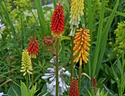 Kniphofia In Cottage Garden
Shutterstock.com
New York, NY