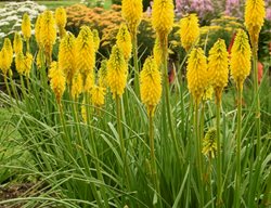 Kniphofia Solar Flare, Yellow Kniphofia
Proven Winners
Sycamore, IL