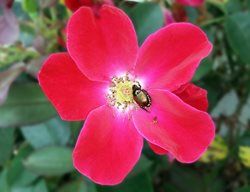 Knock Out, Rosa, Red
Pixabay
