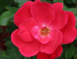 Knock Out Rose, Red Flower, Rosa
Shutterstock.com
New York, NY