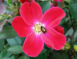 Knock Out Rose, Shrub Rose
Creative Commons
