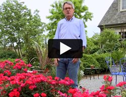 Knockout Roses
Garden Design
Calimesa, CA