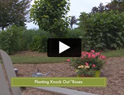 Knockout Roses
Garden Design
Calimesa, CA