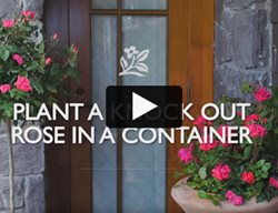 Knockout Roses
Garden Design
Calimesa, CA