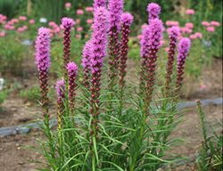 Kobold Liatris, Liatris Spicata 
Walters Gardens
