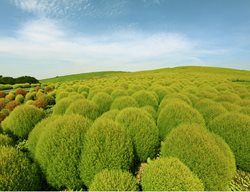 Kochia-Green
Garden Design
Calimesa, CA