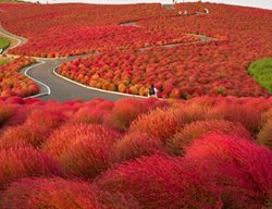 Kochia Hill Hitachinaka City Japan
Garden Design
Calimesa, CA
