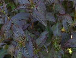 Kodiak Black Diervilla, Diervilla Rivularis
Proven Winners
Sycamore, IL