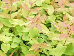 Kodiak Fresh Diervilla, Diervilla Shrub
Proven Winners
Sycamore, IL