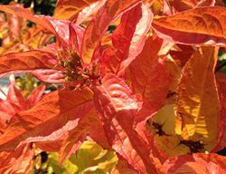Kodiak Orange Diervilla, Diervilla Shrub, Orange Leaves
Proven Winners
Sycamore, IL