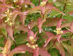 Kodiak Orange Diervilla, Diervilla Shrub
Proven Winners
Sycamore, IL