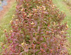 Kodiak Red Diervilla, Diervilla Hybrid
Proven Winners
Sycamore, IL