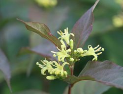 Kodiak Red Diervilla Flowers
Proven Winners
Sycamore, IL