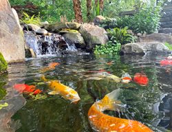 Koi Pond
Morty Bachar / Patty Storms
Lewes, DE
