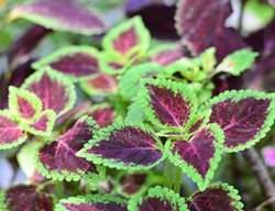 Kong Rose Coleus, Red And Green Leaves, Solenostemon Scutellarioides
Shutterstock.com
New York, NY
