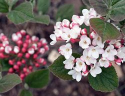 Koreanspice Viburnum, Korean Spice Viburnum, Viburnum Carlesii
Hirt's Gardens
