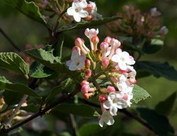 Koreanspice Viburnum, Viburnum Carlesii
Garden Design
Calimesa, CA