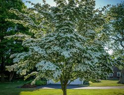 Kousa Dogwood, Cornus Kousa
Shutterstock.com
New York, NY