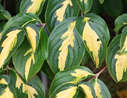 Kousa Dogwood, Variegated Leaves
Shutterstock.com
New York, NY